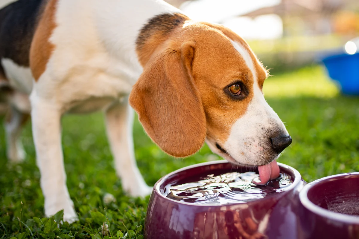 How Long Can a Dog Go Without Food and Water? Safety Guide, Risks & Warning Signs